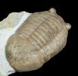 Asaphus Plautini Trilobite - Exposed Hypostome #6449-4